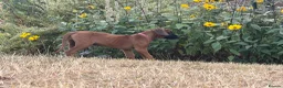 Rhodesian Ridgeback dogs for sale: One beautiful gentle kc little girl - Advert 4