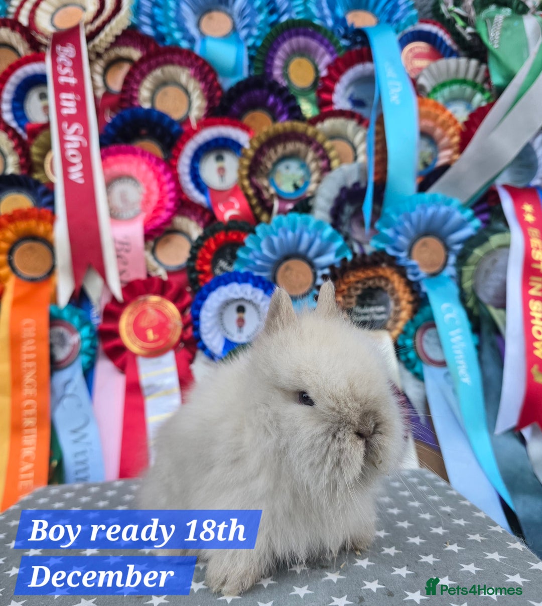 Lionhead rabbits for sale: Gorgeous Purebred Lionheads available  - Advert 6