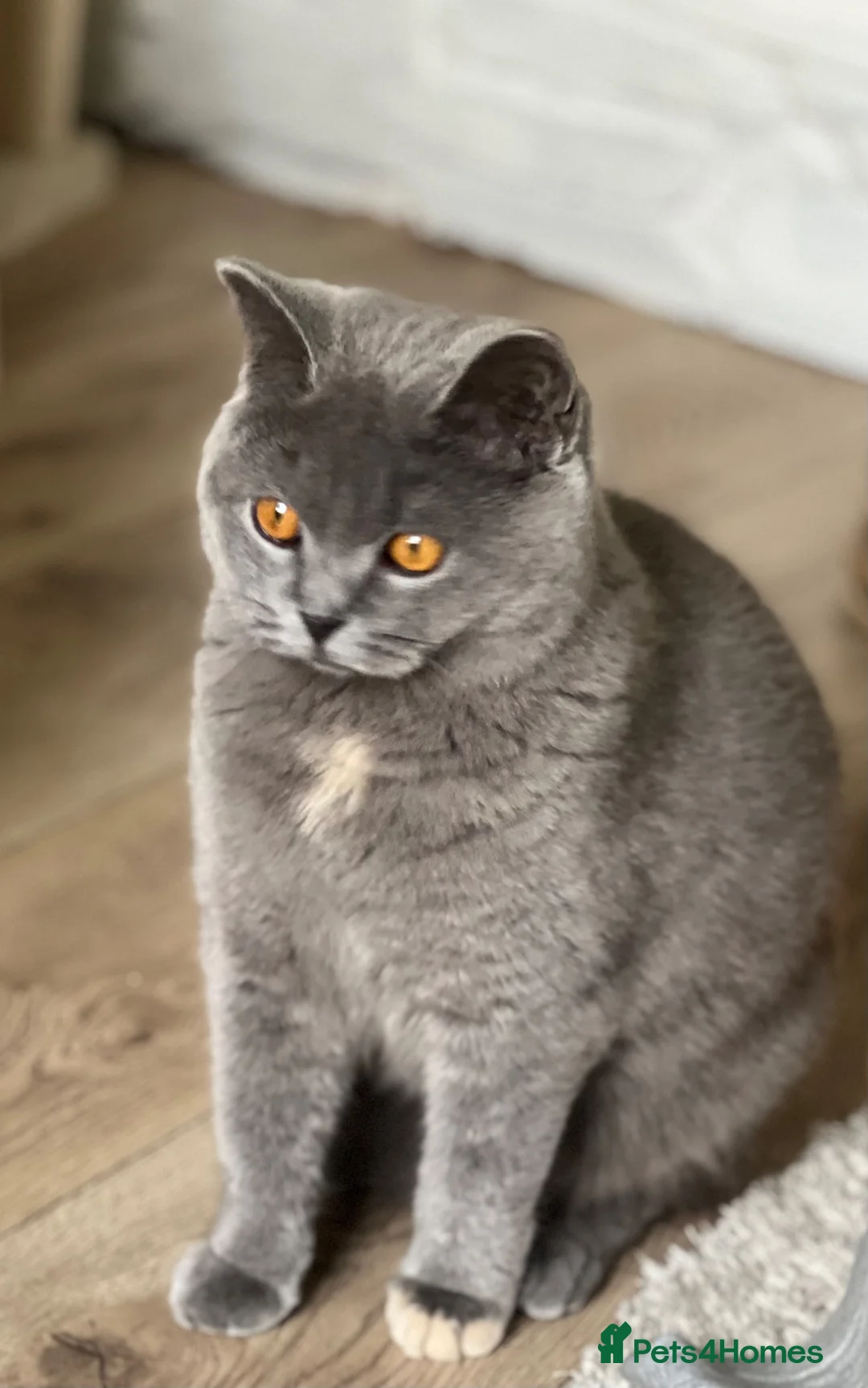British Shorthair cats for sale: Beautiful British Shorthair Kitten  - Advert 2