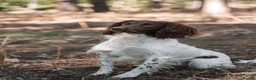 English Springer Spaniel dogs for sale: Kc springer spaniel puppies due soon - Advert 5
