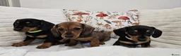 Dachshund dogs for sale: Cheeky little Dachshund boy puppies  - Advert 2