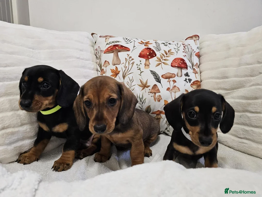 Dachshund dogs for sale: Cheeky little Dachshund boy puppies  - Advert 2