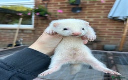 Ferret rodents for sale: Hobs for sale  - Image 6