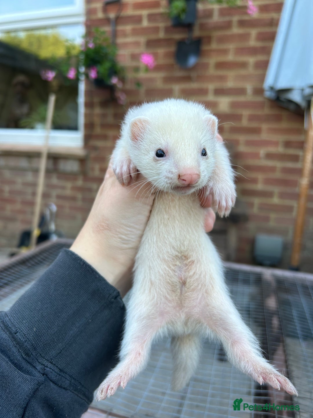 Ferret rodents for sale: Hobs for sale  - Image 6