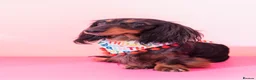 Dachshund dogs for stud: Miniature longhaired dachshund for stud  - Advert 6