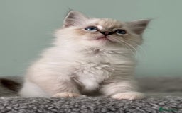Ragdoll cats for sale: Super Affectionate Ragdoll Kittens Fife Reg - Image 8