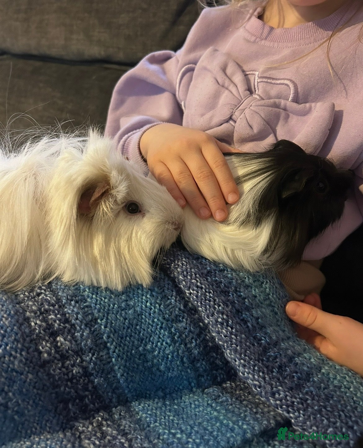 Guinea Pig rodents 2 long haired male guinea-pigs  - Advert 9