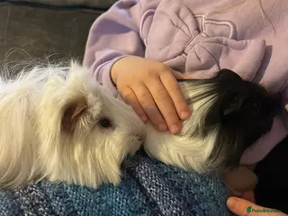 Guinea Pig rodents 2 long haired male guinea-pigs - Advert 15