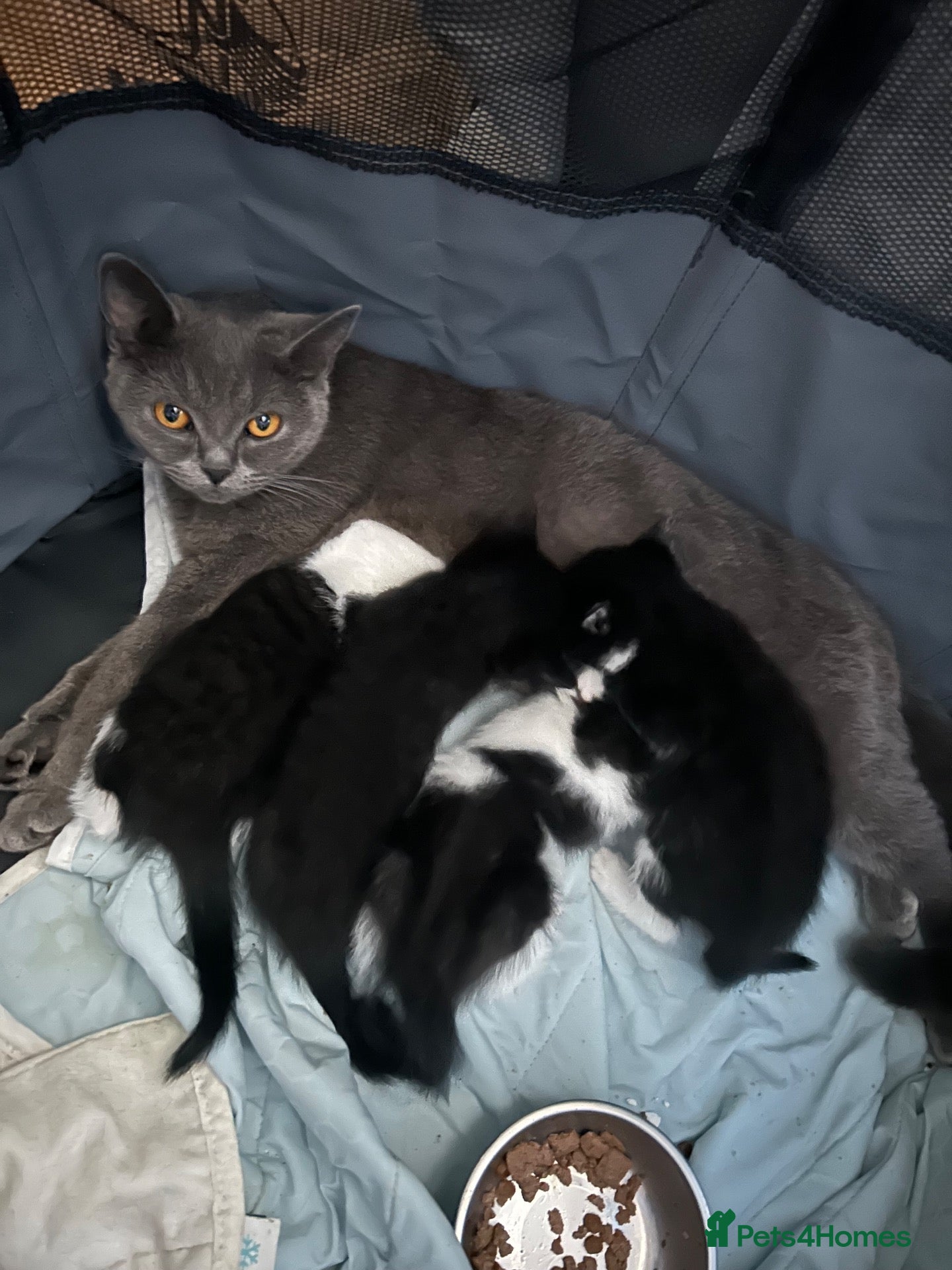 British Shorthair cats     4 Beautiful British Shorthair Cross Kittens - Advert 1