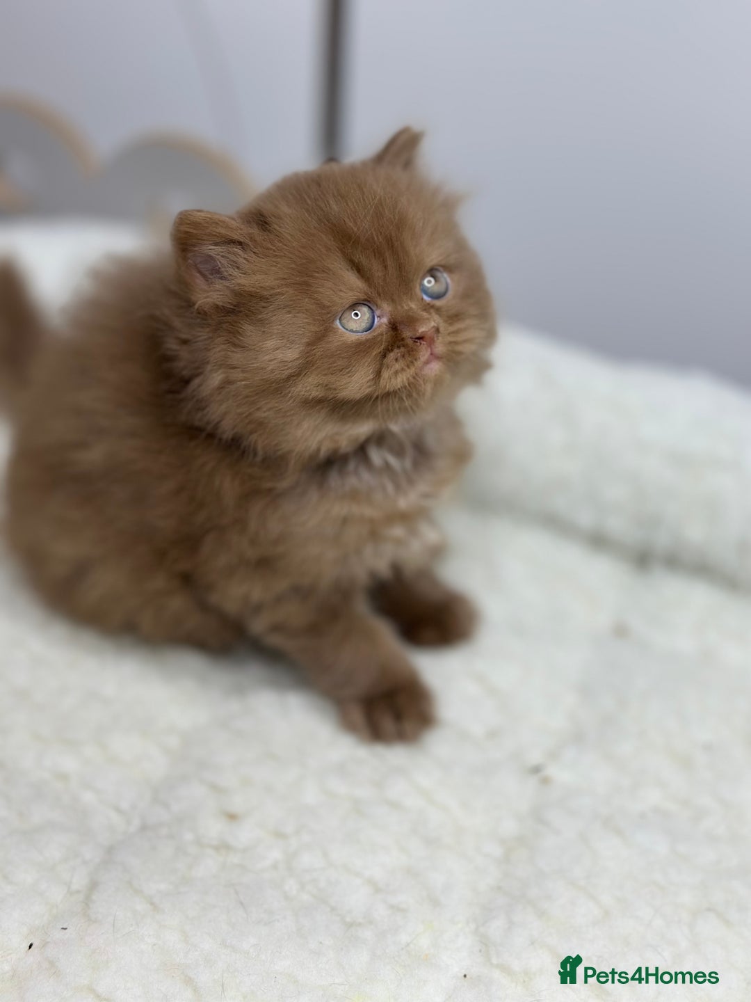 British Shorthair cats for sale: TICA, Exceptional line, BSH and BLH kittens🐾 - Advert 2
