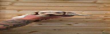 Cocker Spaniel 4