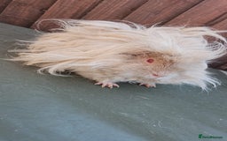 Guinea Pig rodents for sale: Lunkarya  - Image 9
