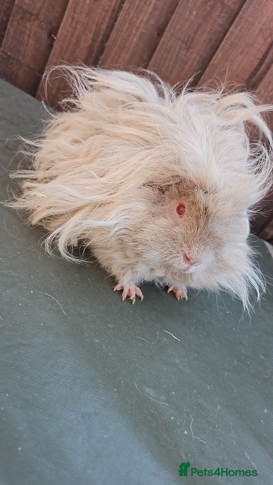 Guinea Pig rodents for sale: Lunkarya  - Image 9