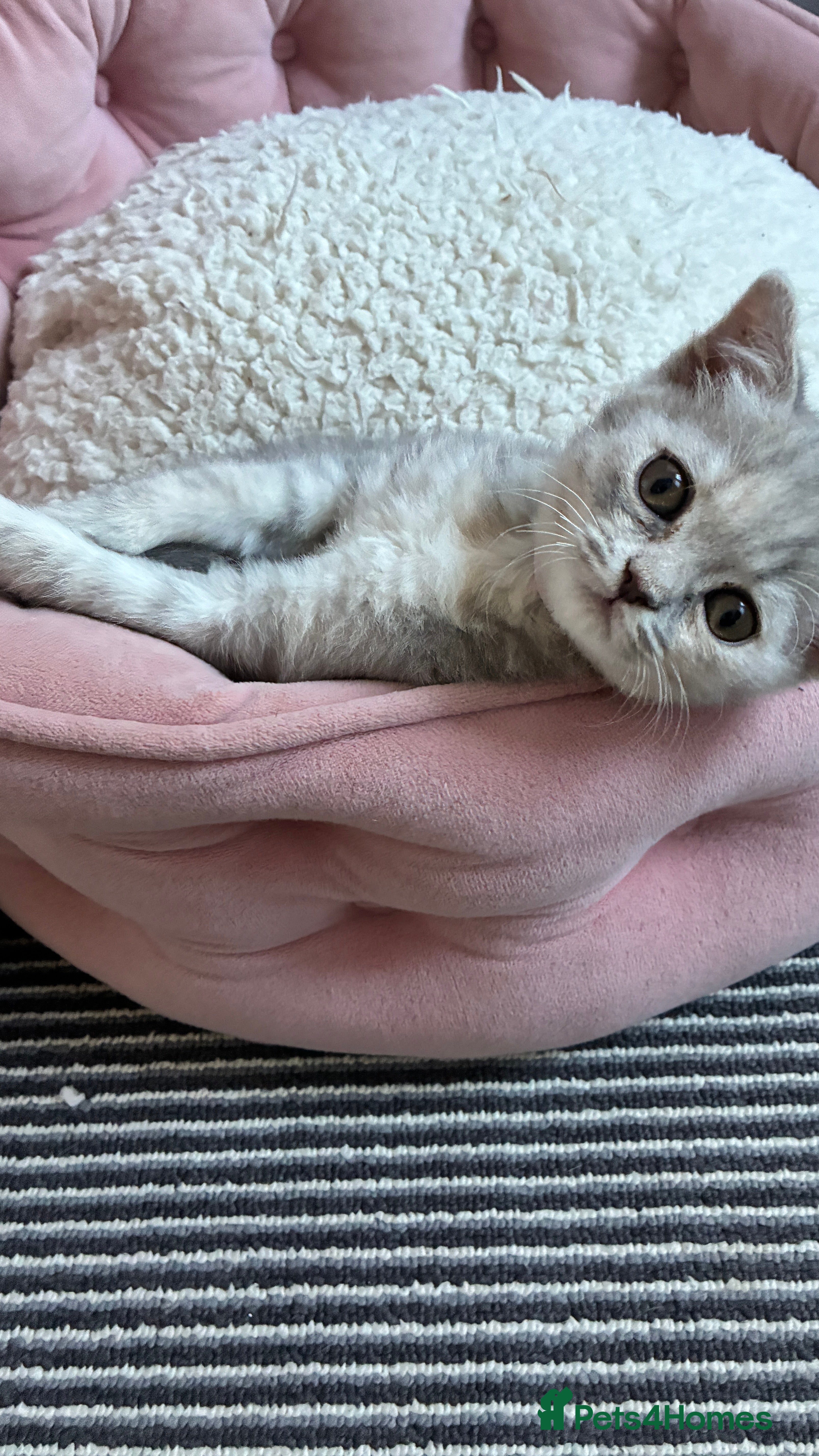 Scottish Fold cats Beautiful confident Scottish Fold/straight Kittens - Advert 2