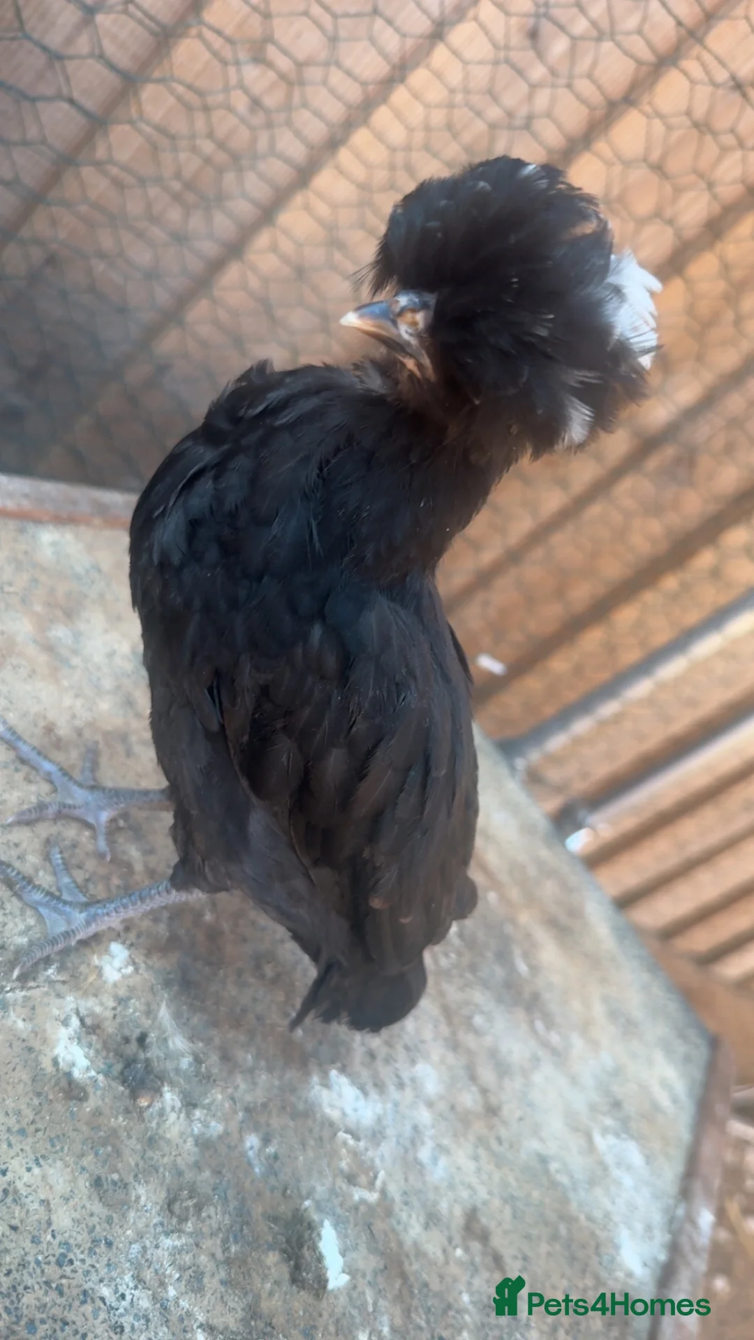 Chickens poultry for sale: Feather and crest hobby poultry! 🐥  - Advert 8