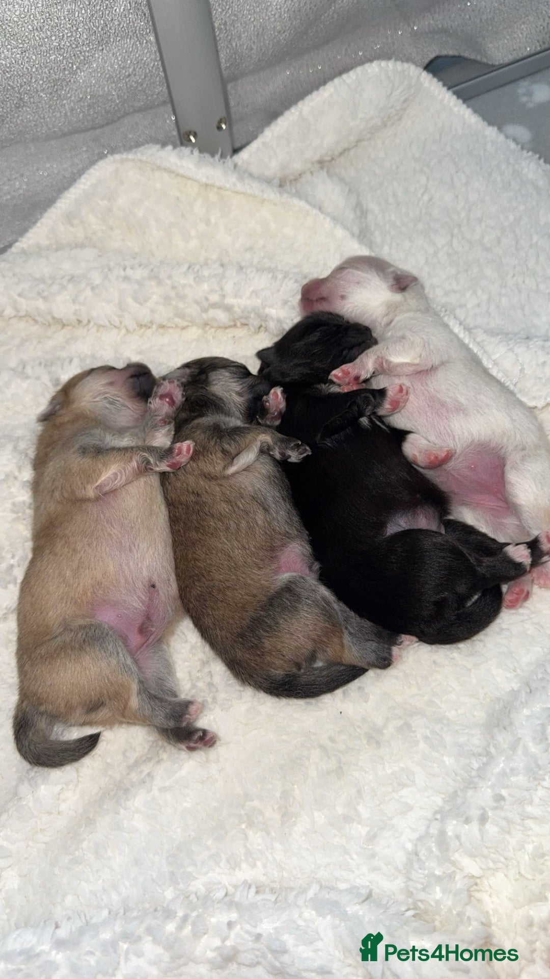 Pomeranian dogs for sale: Pomeranian pups🩵🩷 - Image 3
