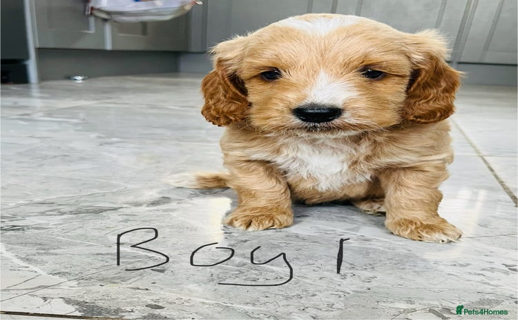 Cockapoo dogs - Advert 4
