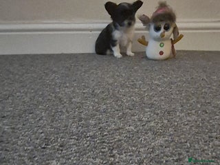 Chihuahua dogs Small chihuahua puppies - Advert 2