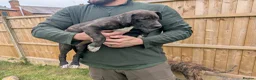 Lurcher dogs for sale: Female bull lurcher pup  - Advert 6