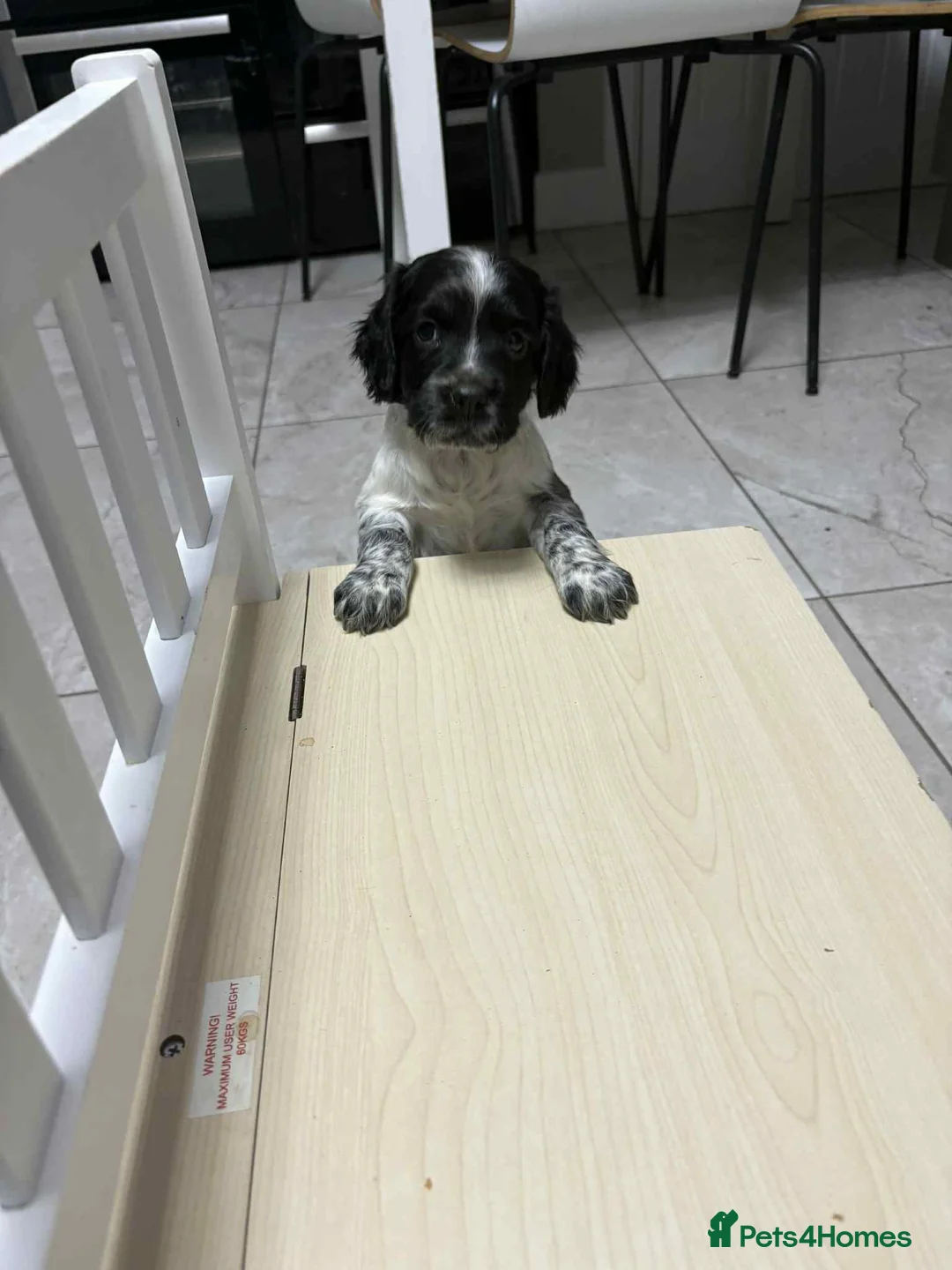 Sprocker dogs for sale: 7 Sprocker spaniels - Advert 1