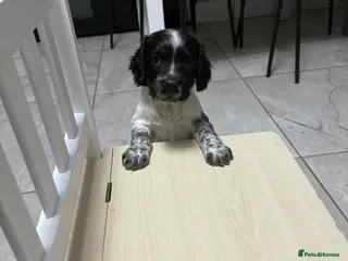 Sprocker dogs 7 Sprocker spaniels - Advert 1