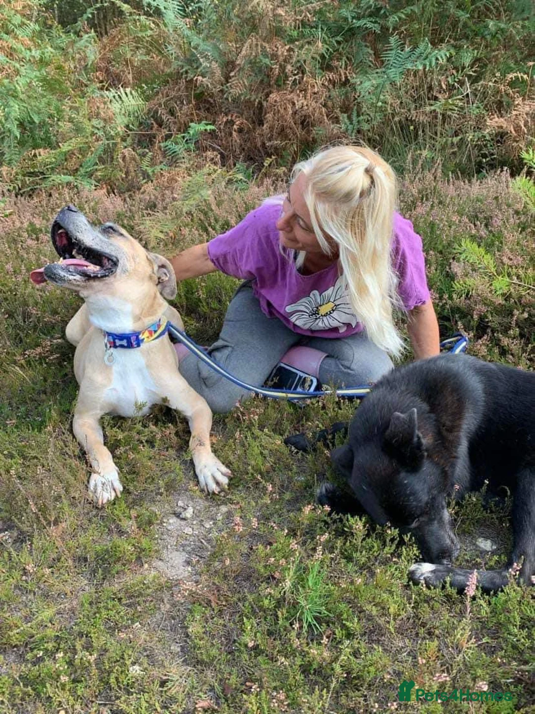 Mixed Breed dogs for adoption: ET - Hevingham Norfolk  in Norwich - Advert 2