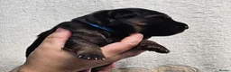 German Shepherd dogs for sale: KC, DM clear, health tested, German Shepherds  - Advert 30