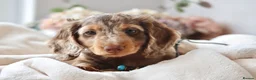 Miniature Dachshund dogs for sale: Chocolate & Tan Dapple Miniature Dachshund Boy  - Advert 8