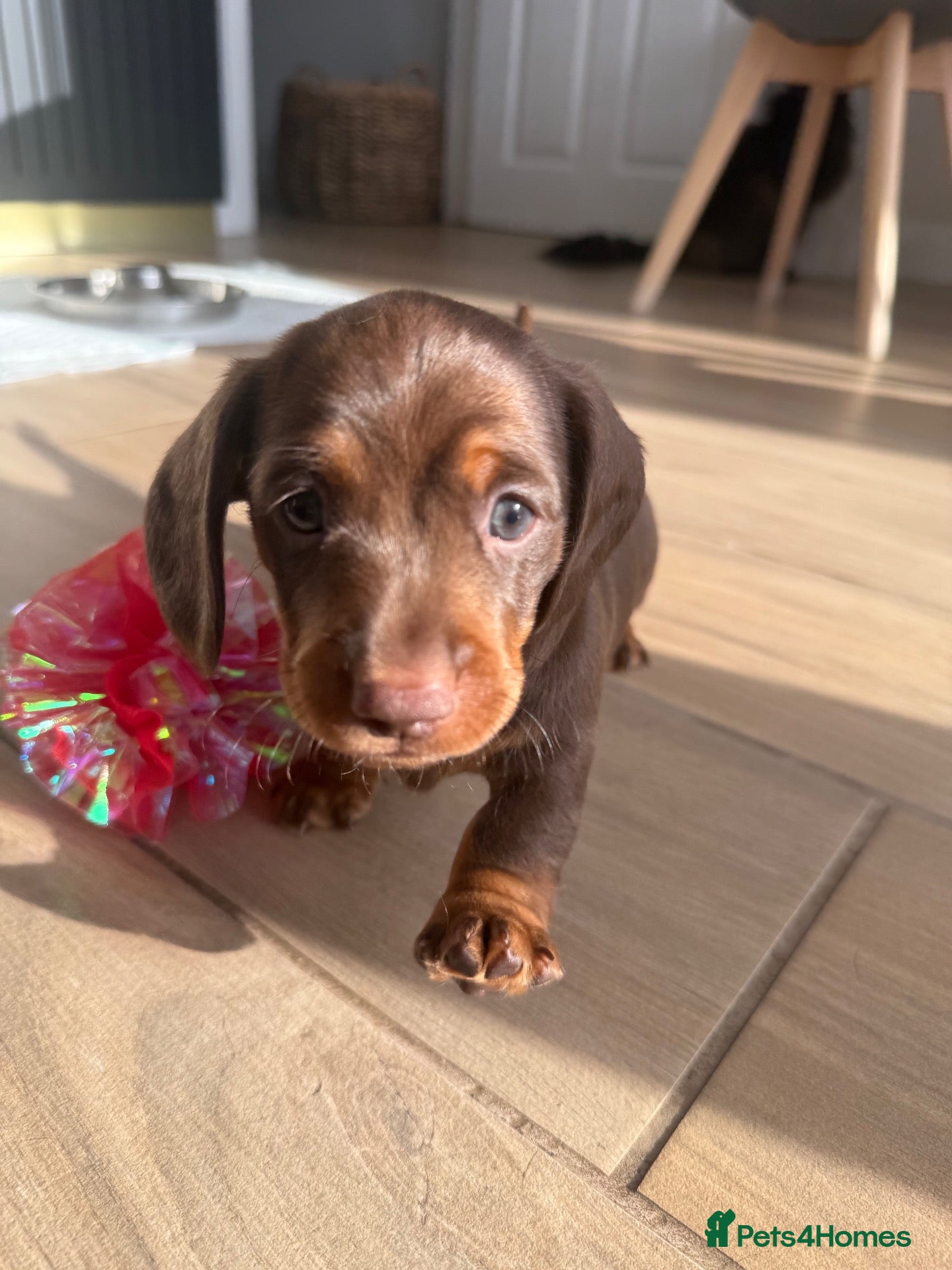Miniature Dachshund dogs PERFECT LITTER OF MINIATURE DACHSHUNDS - Advert 1