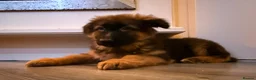 German Shepherd dogs for sale: Kc Registered Long Haired German Shepherd Puppies - Advert 5