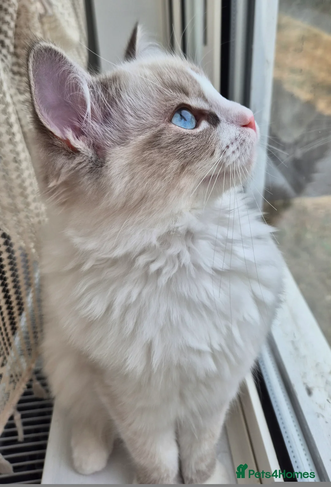 Ragdoll cats for sale:  TICA Ragdoll female - Advert 2