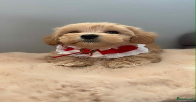 Maltipoo dogs - Advert 8