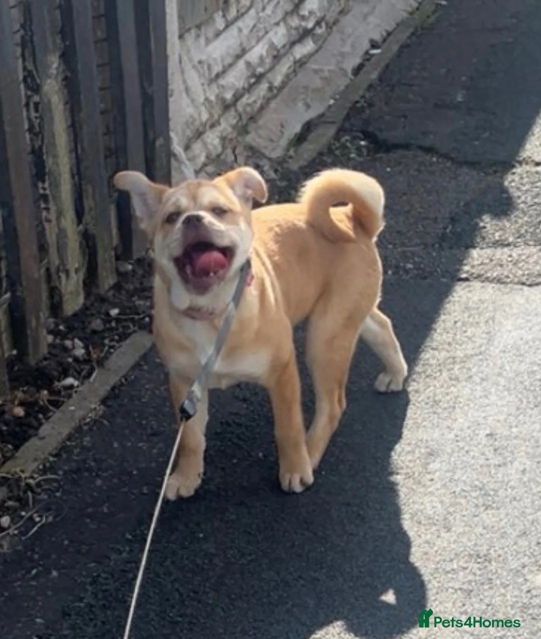 Mixed Breed dogs for sale: bambi in Ellesmere Port - Advert 3