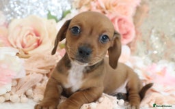 Miniature Dachshund dogs for sale: Miniature Dachshund Puppies - Image 6