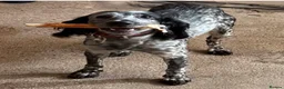 Cocker Spaniel dogs for sale: Working Cocker Spaniel - interest list open. - Advert 5
