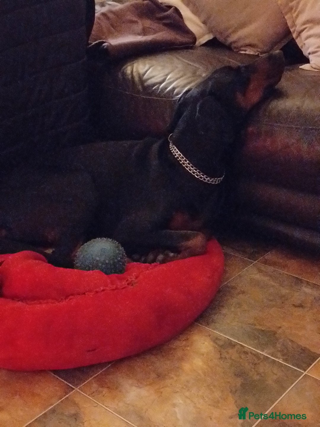 Dobermann dogs for sale: Dobermann Bitch 3 1/2 years old - Advert 7