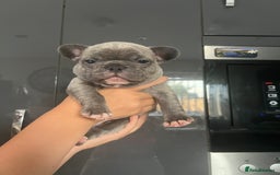 French Bulldog dogs for sale: Ready to leave on the 12th of September - Image 36
