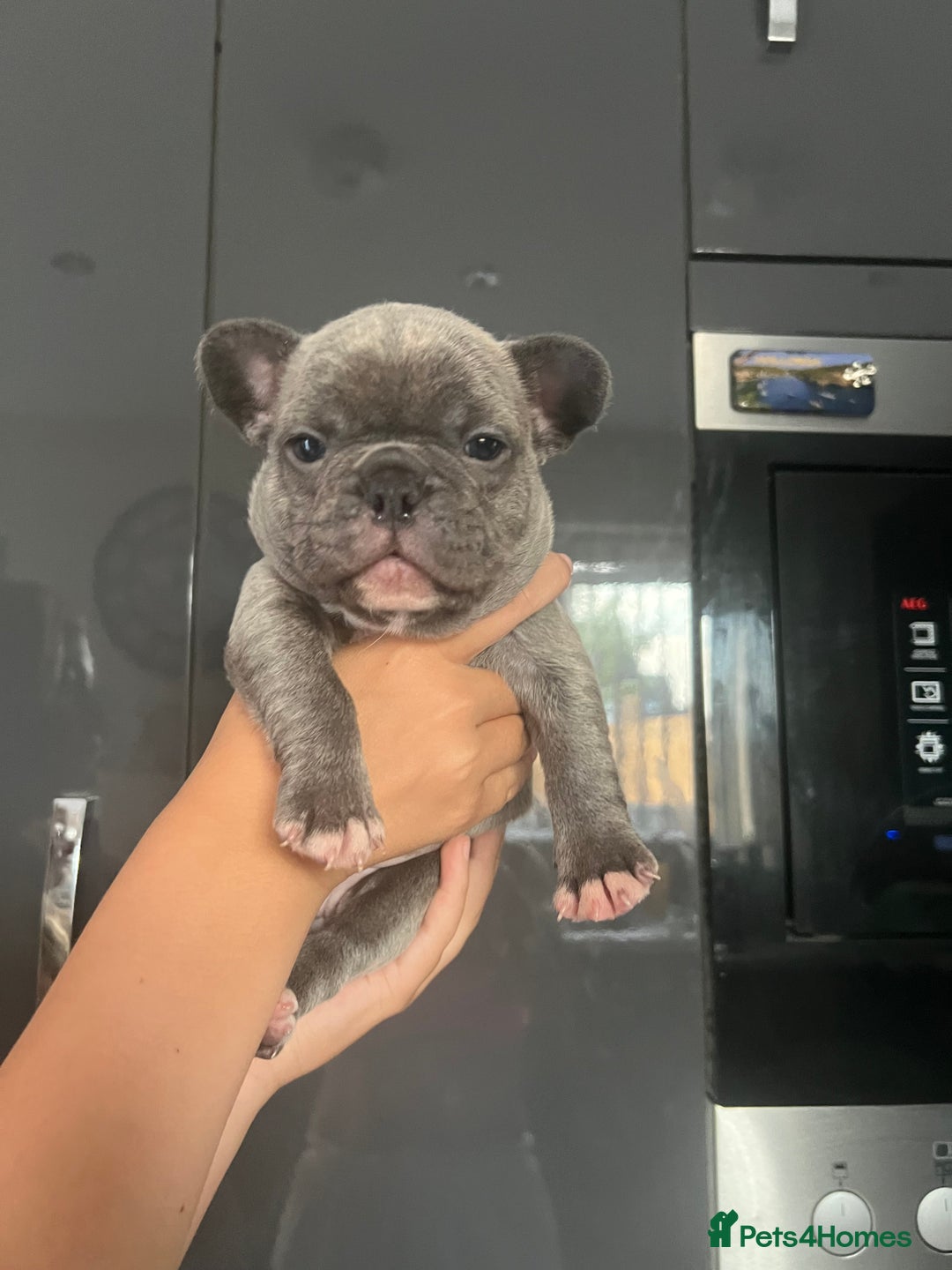 French Bulldog dogs for sale: Ready to leave on the 12th of September - Image 36