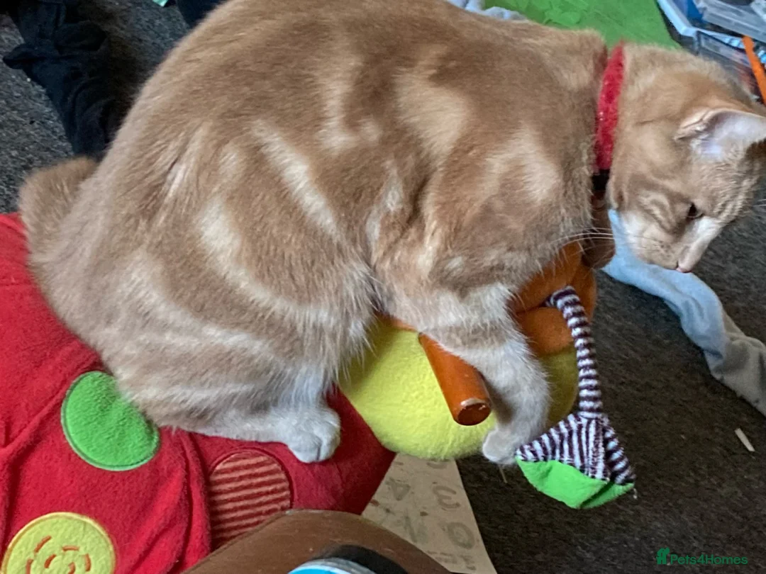 Mixed Breed cats for stud: Frank - Advert 1