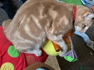 Mixed Breed cats Frank - Advert 6