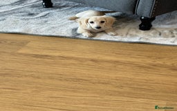 Miniature Dachshund dogs for sale: Kc Reg  Platinum Cream L/H Mini Dachshund  - Image 5