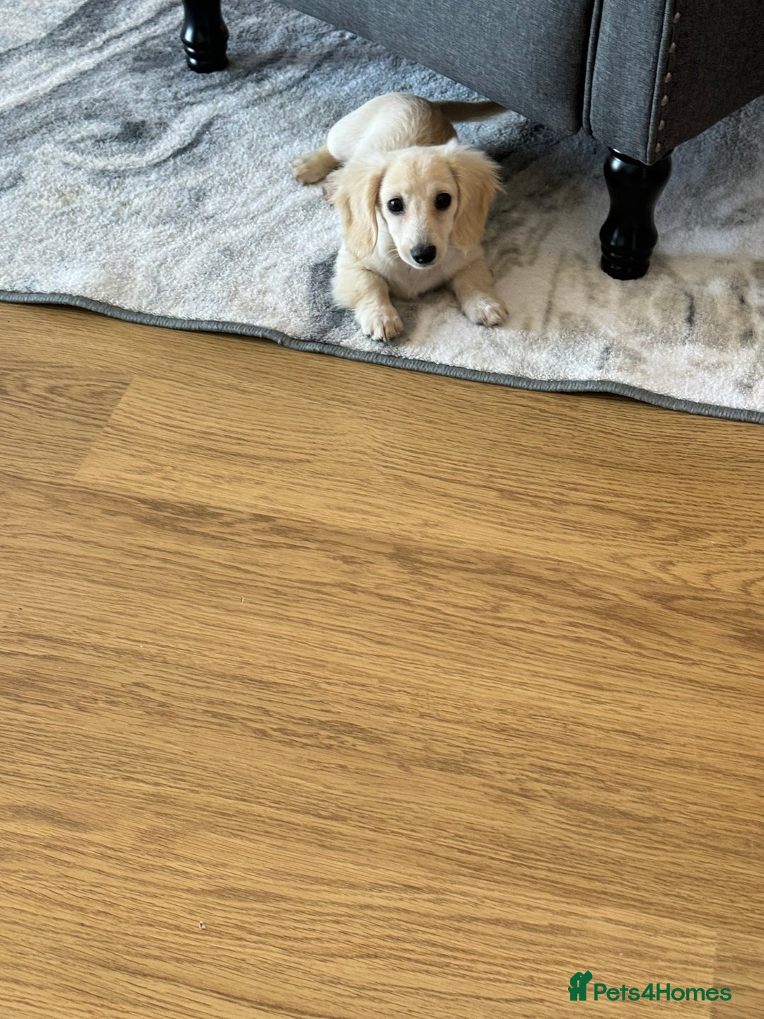 Miniature Dachshund dogs for sale: Kc Reg  Platinum Cream L/H Mini Dachshund  - Image 5