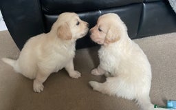 Mixed Breed dogs for sale: Golden Shepherd Puppies for Sale - Image 3