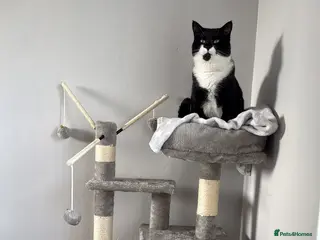 Mixed Breed cats Male cat - Advert 3