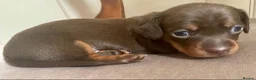 Miniature Dachshund dogs for sale: Choc/Tan Mini Smooth Dachshund Pups in Camborne - Advert 6