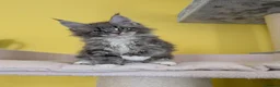 Maine Coon cats for sale: TICA Registered Maine Coon Kittens  - Advert 1