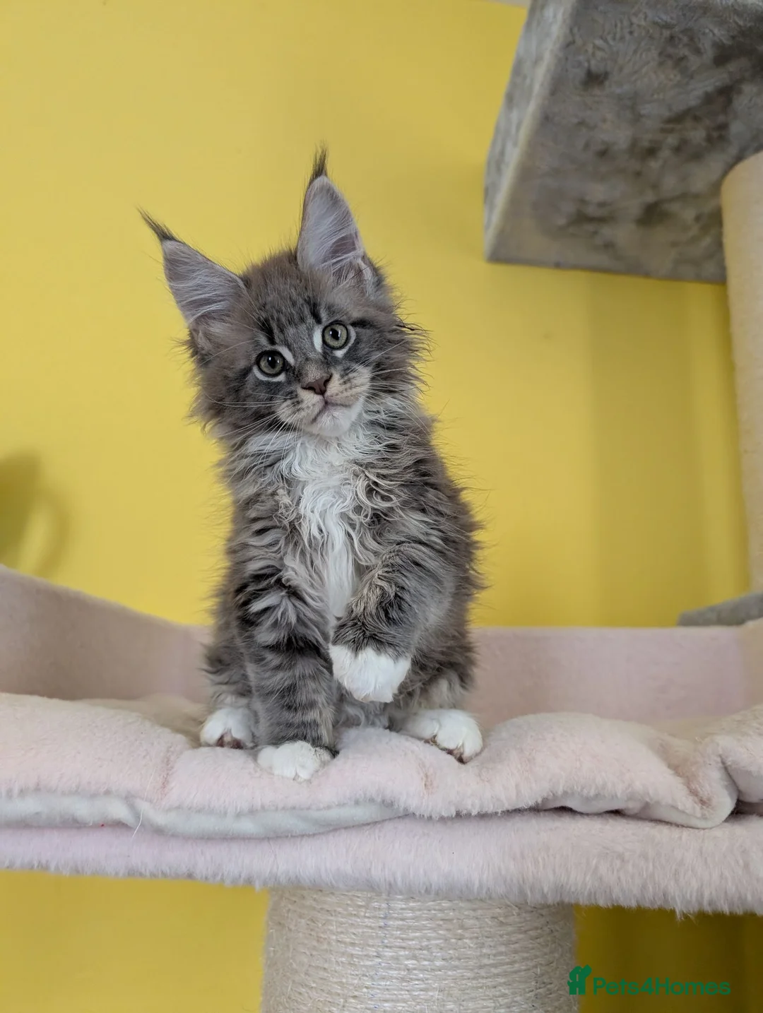 Maine Coon cats for sale: TICA Registered Maine Coon Kittens  - Advert 1