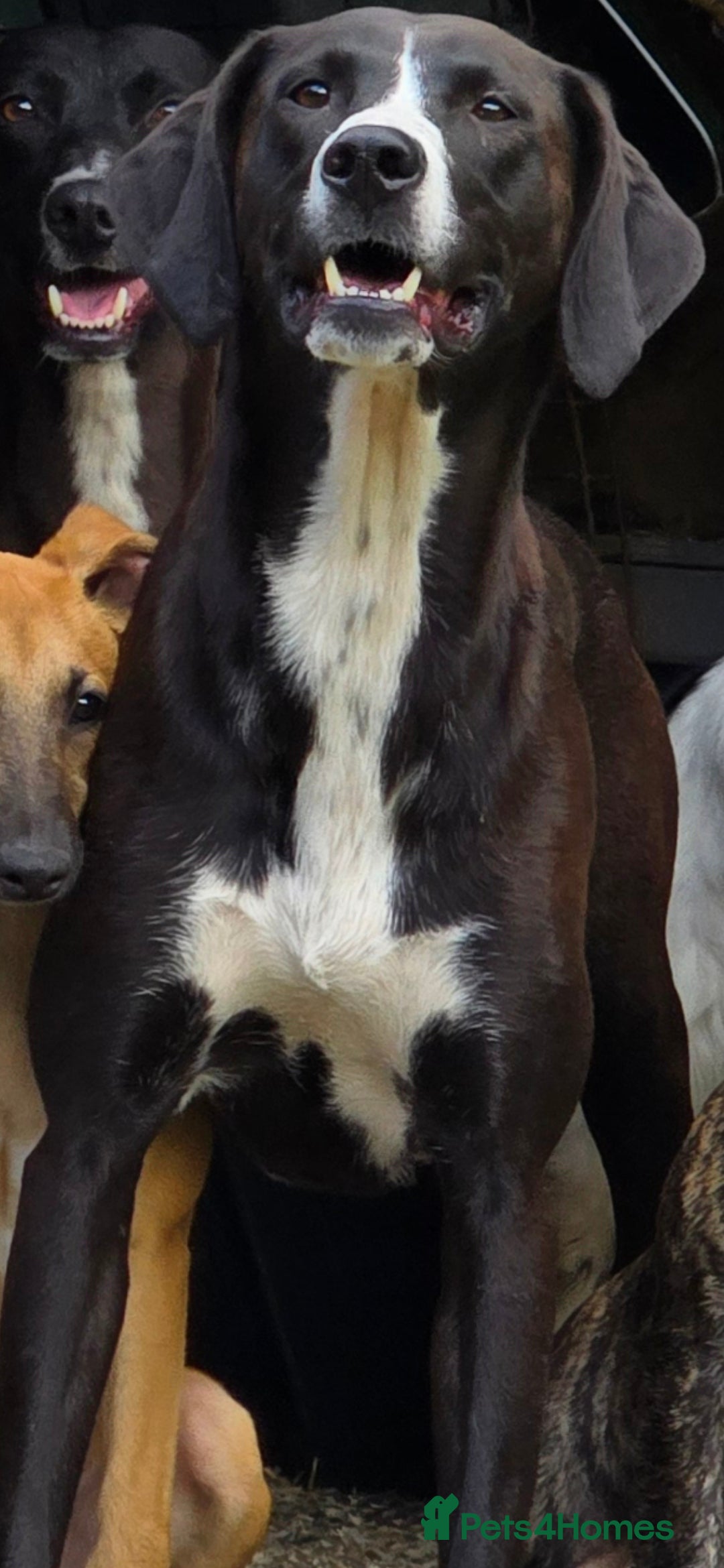 Mixed Breed dogs for sale: For adoption - Image 5