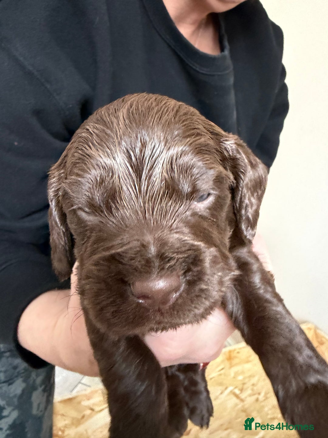 Cocker Spaniel dogs for sale: Working cocker spaniel puppies  - Advert 7