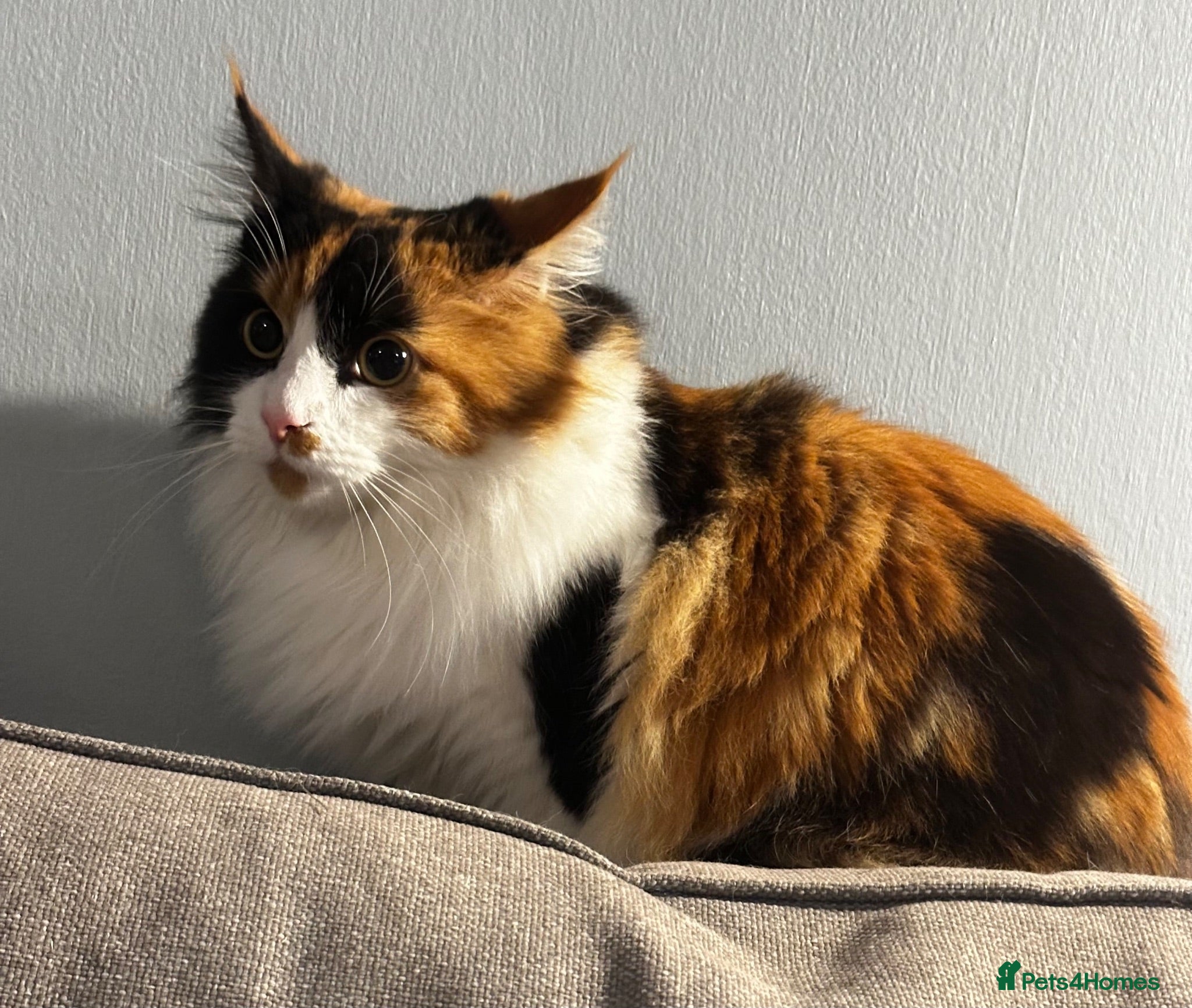 Maine Coon cats Lucky - Advert 1